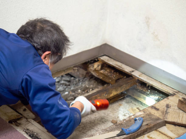 Why You Should Choose Our Mold Remediation Services in Ville Platte, LA